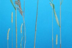 0_24-stycznia-2025-Trzciny-niebieskie-scaled-1-scaled