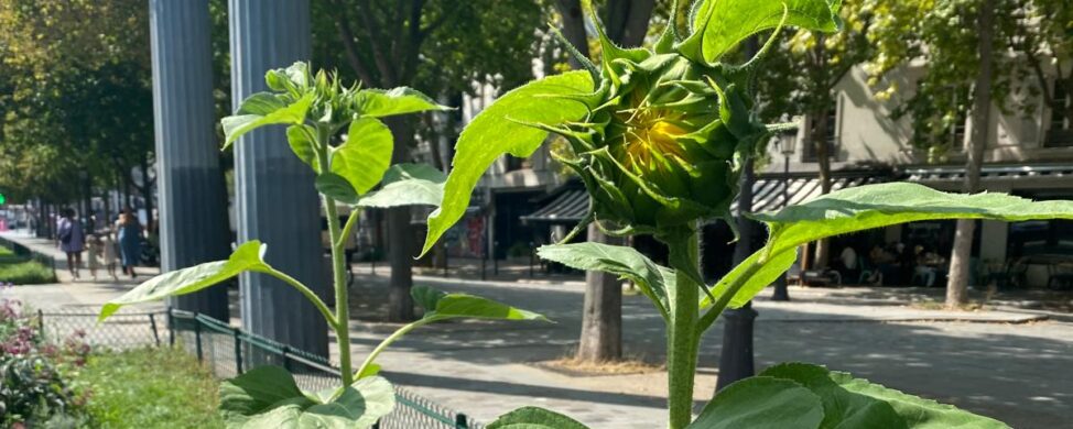 Zapraszamy na wernisaż upraw symbolicznych Wiesława Smużnego pt. „Słoneczniki – symbole Słońca na Ziemi w Toruniu, Lucimiu et Paris” w Galerii ZPAP Okręgu Toruńskiego w dniu 15 grudnia br. o godz. 15:12