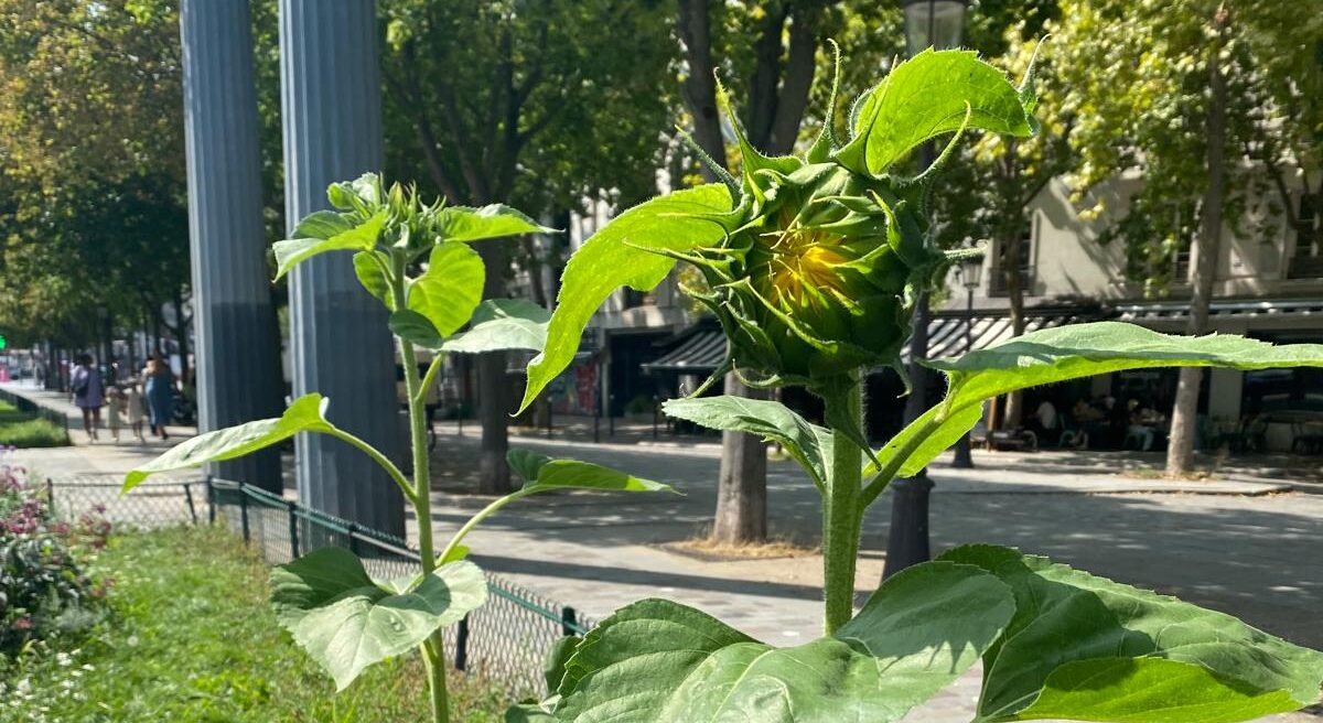 Zapraszamy na wernisaż upraw symbolicznych Wiesława Smużnego pt. „Słoneczniki – symbole Słońca na Ziemi w Toruniu, Lucimiu et Paris” w Galerii ZPAP Okręgu Toruńskiego w dniu 15 grudnia br. o godz. 15:12